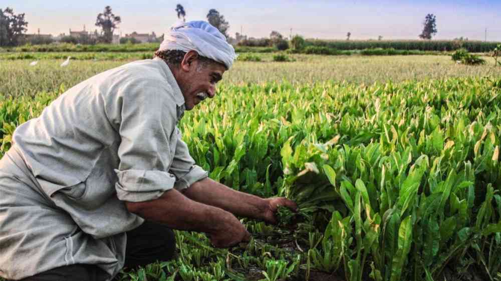 Egyptian farmer harvesting fresh produce.