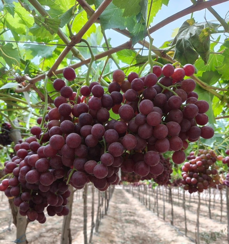 Fresh produce prepared for regional export buyers.
