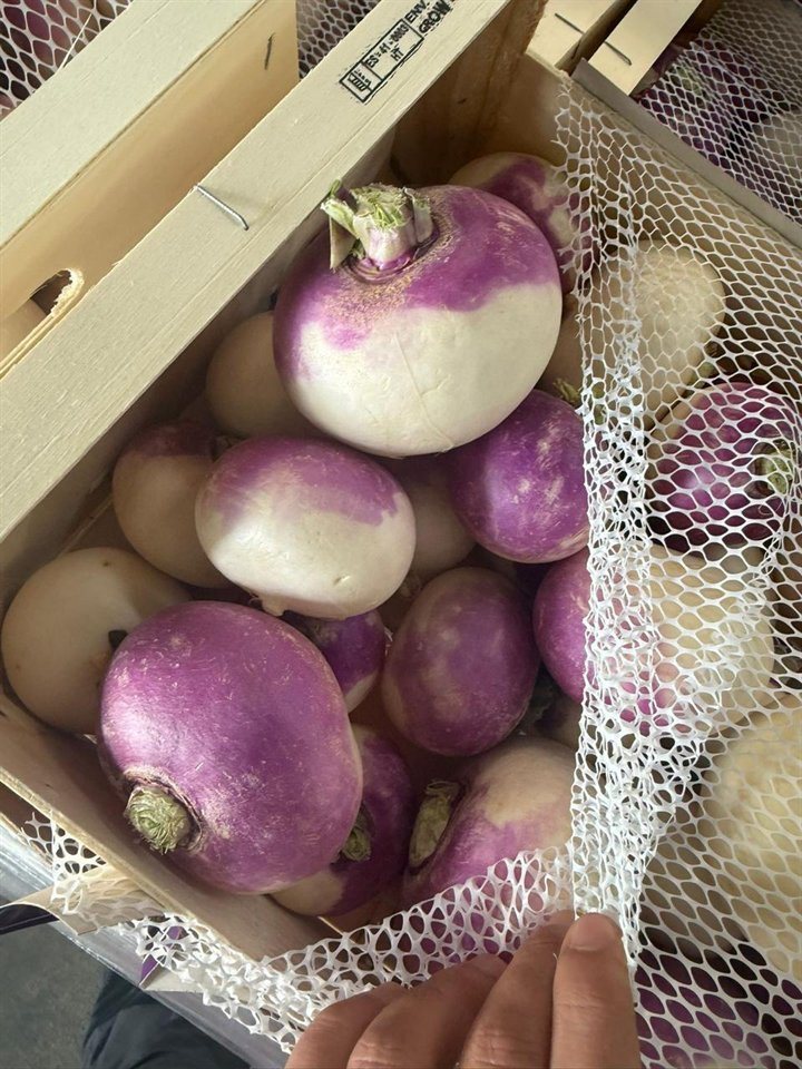 Crates of harvested turnips ready for handling.