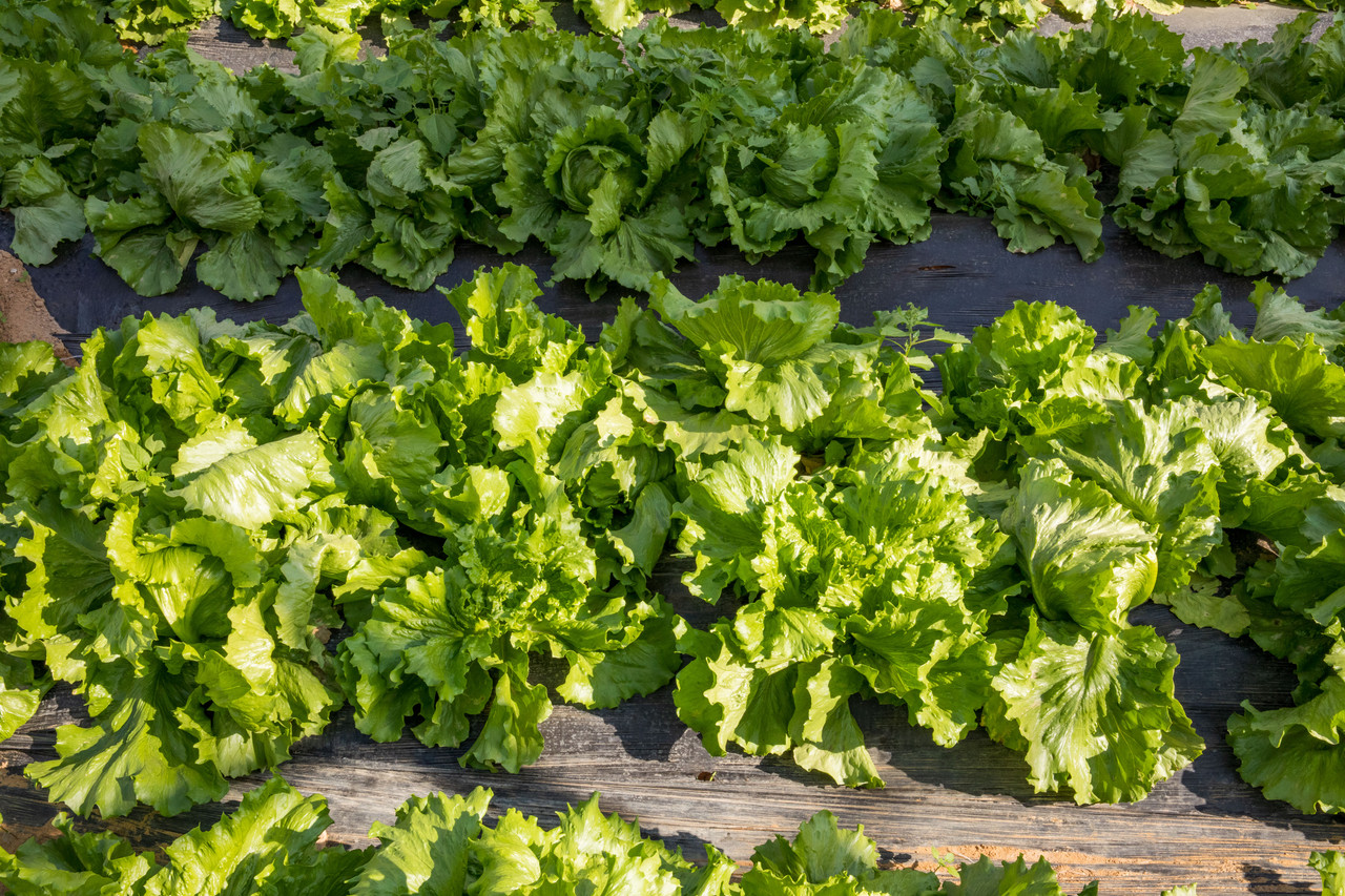 Produce