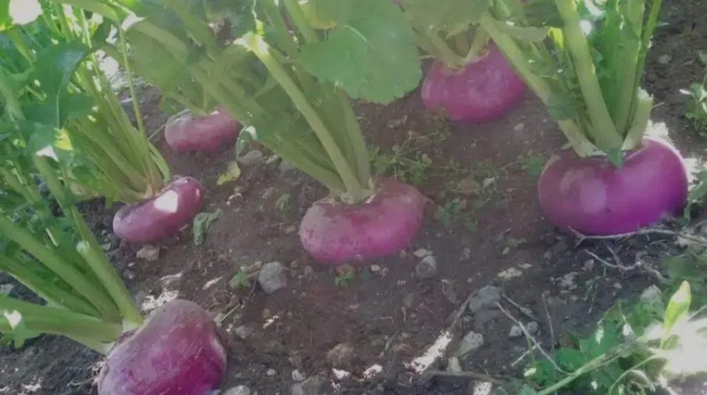 Egyptian Fruits & Vegetables Exporter | Cairo Fields