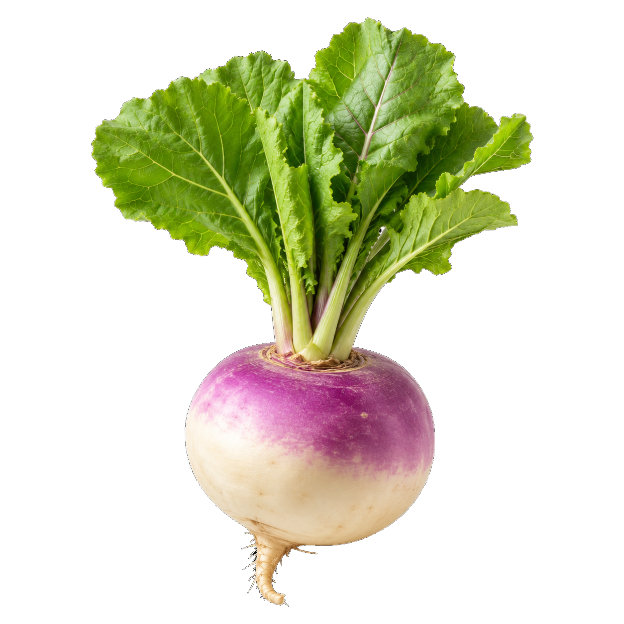 اللفت
